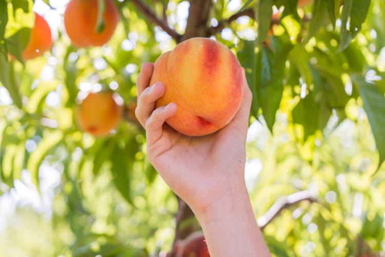 'Peach Parenting' Lets Kids Ripen in Their Own Precious Time